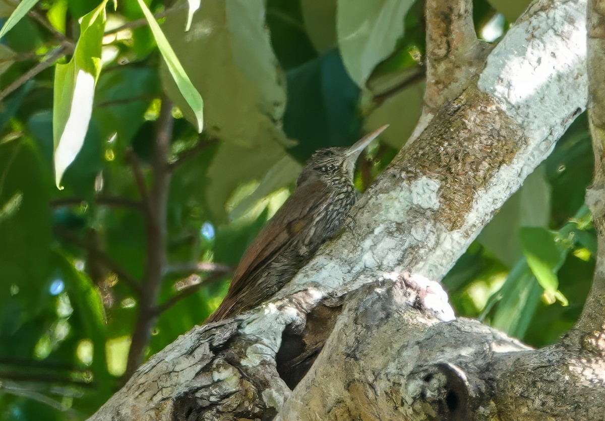Dusky-capped Woodcreeper - ML640231003