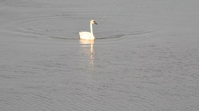 Trumpeter Swan - ML640231061