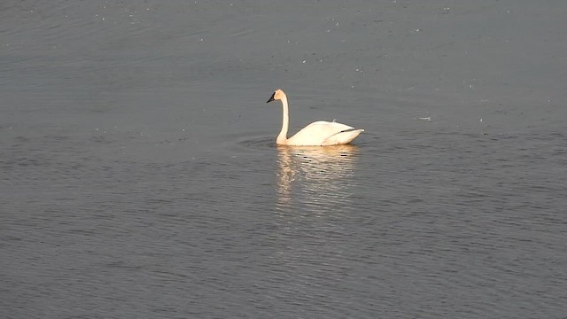 Trumpeter Swan - ML640231067