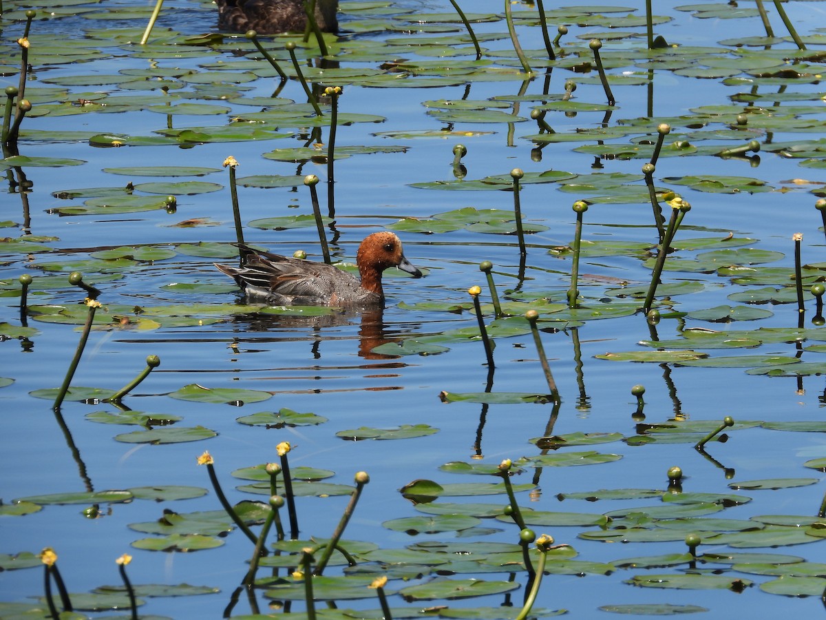 Canard siffleur - ML640231086