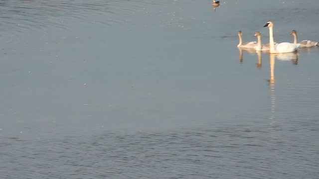 Trumpeter Swan - ML640231101
