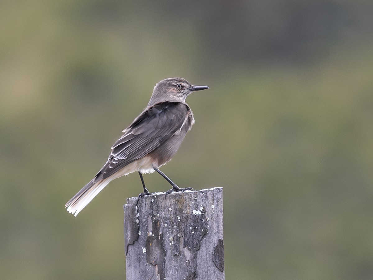 Black-billed Shrike-Tyrant - ML640231105