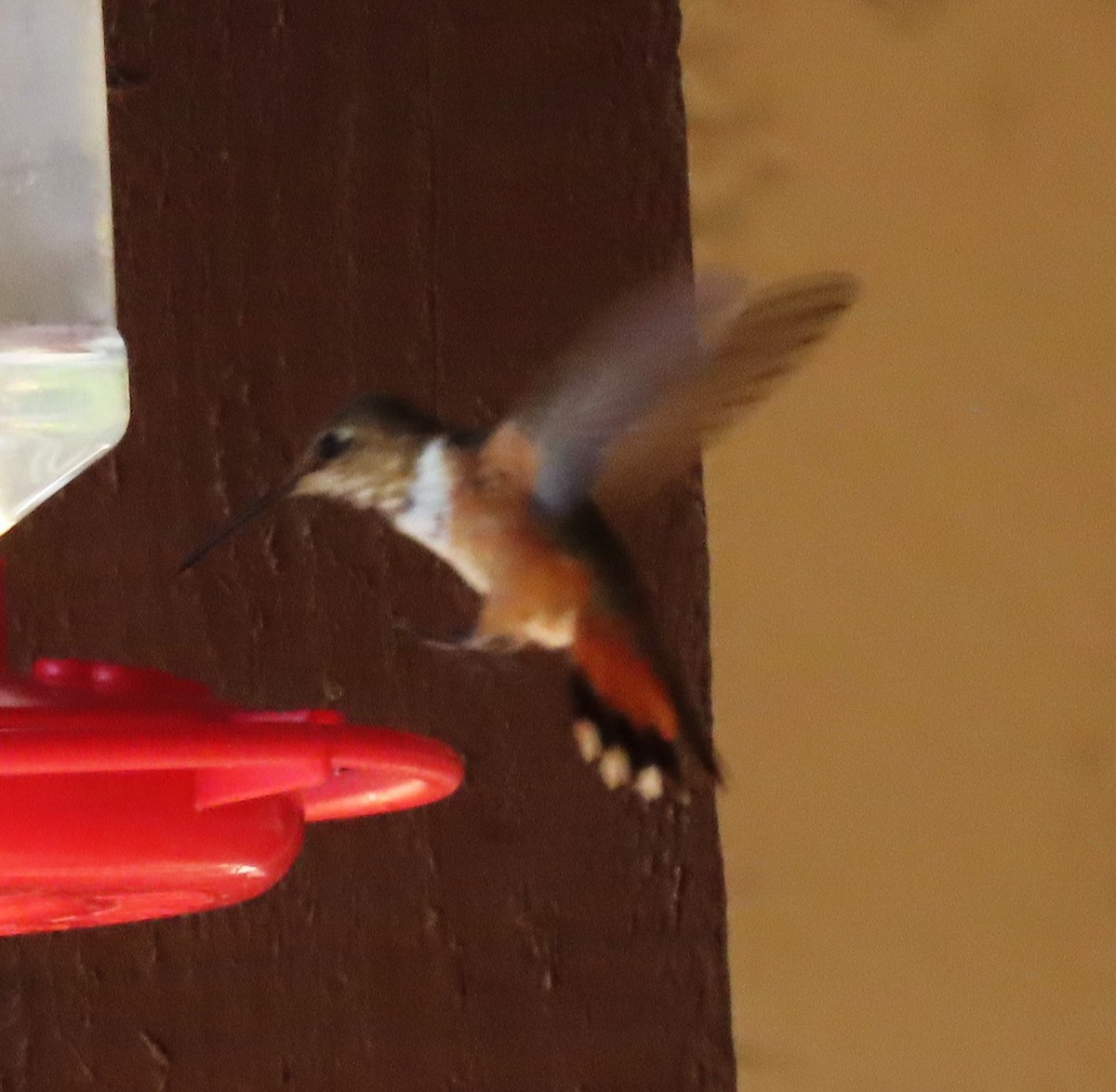 Rufous Hummingbird - ML640231178