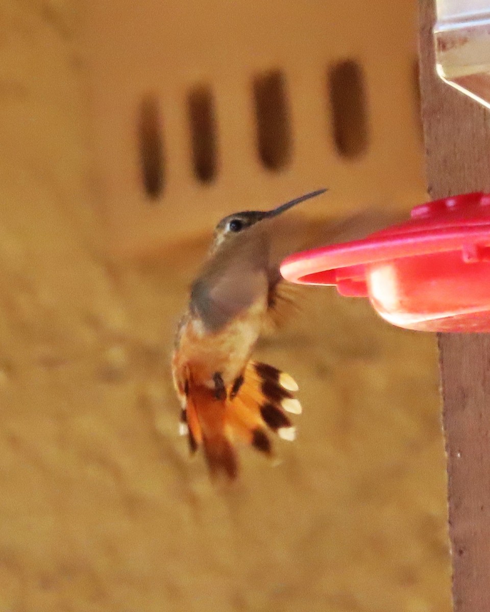 Rufous Hummingbird - ML640231181