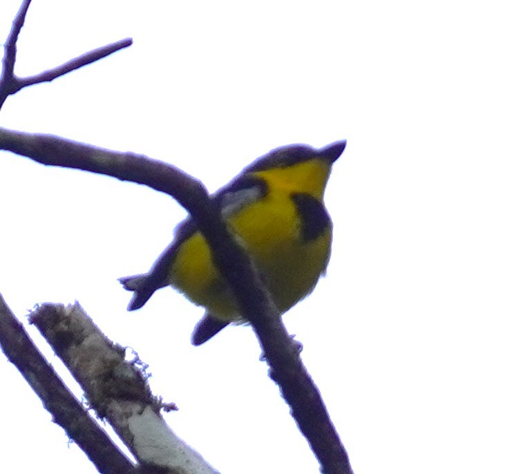 Black-breasted Boatbill - ML640231189