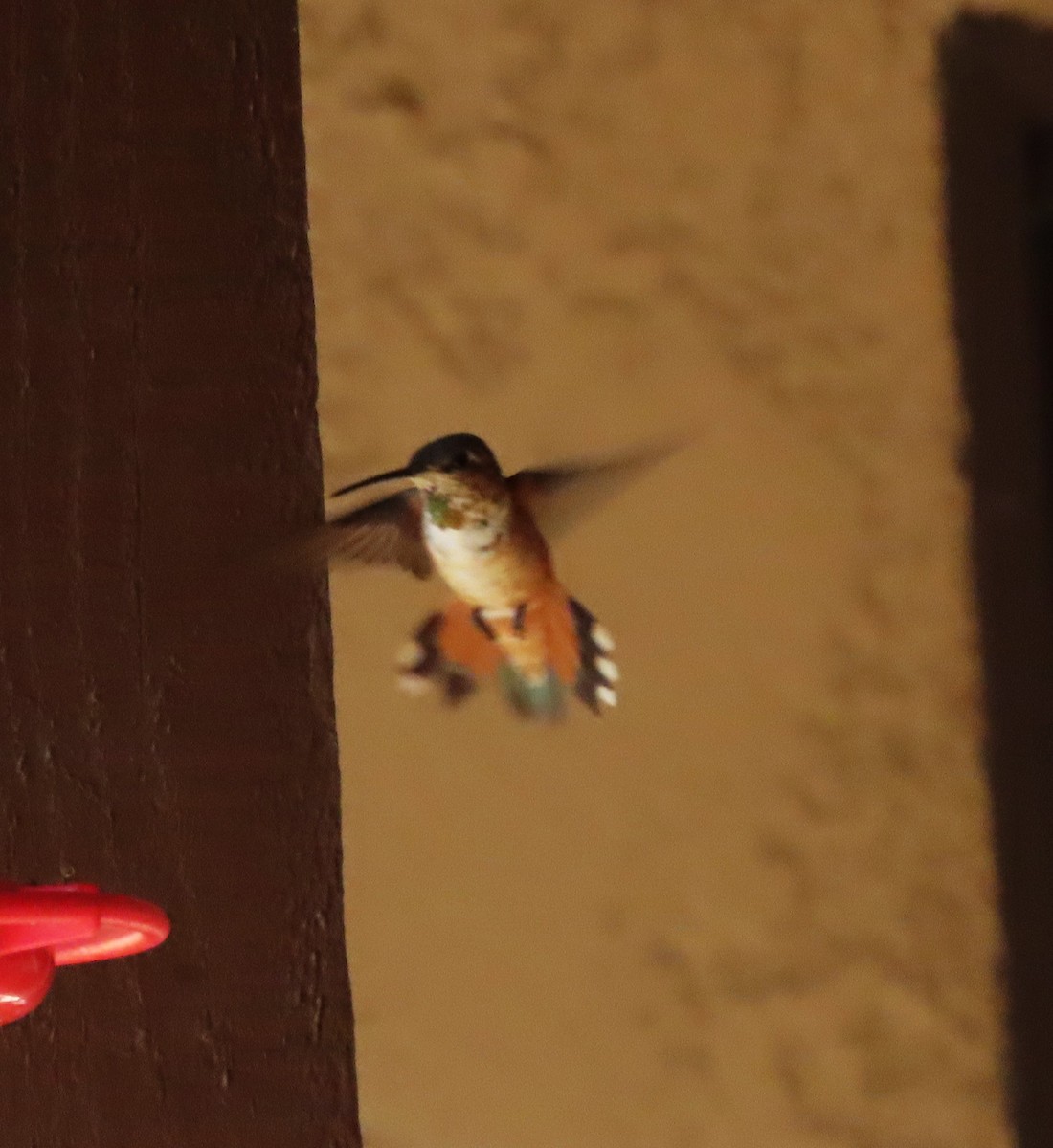 Rufous Hummingbird - ML640231260