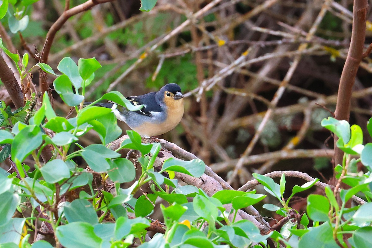 Canary Islands Chaffinch (Canary Is.) - ML640231265