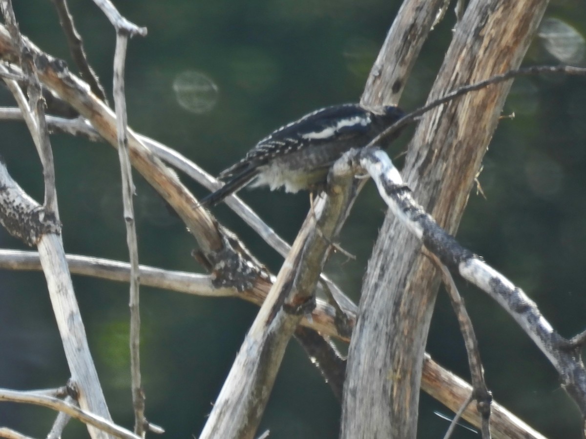 sapsucker sp. - ML640231270