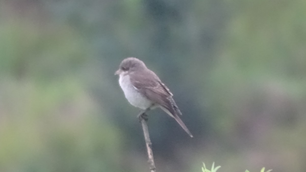 Red-backed Shrike - ML640231290