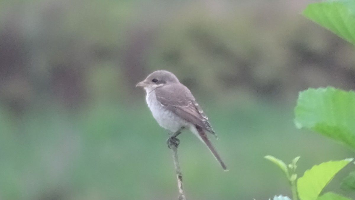 Red-backed Shrike - ML640231292