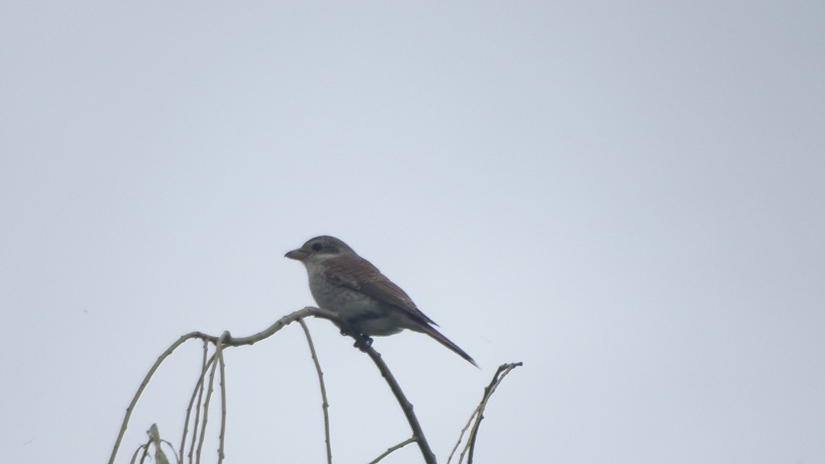 Red-backed Shrike - ML640231294