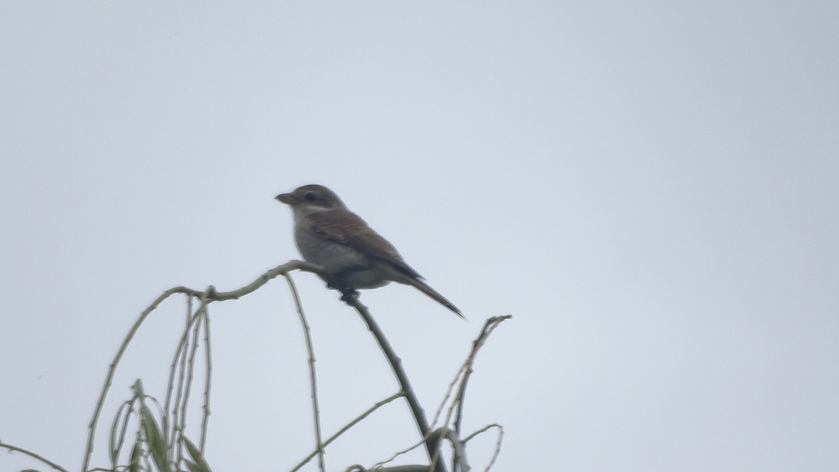 Red-backed Shrike - ML640231298