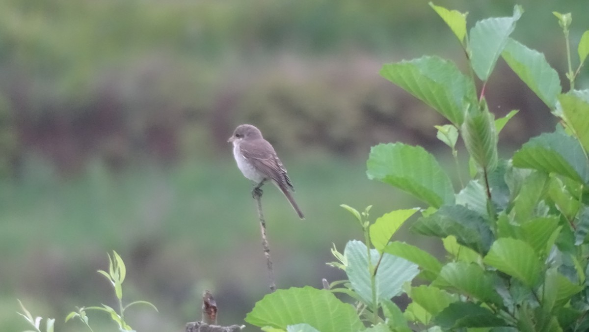 Red-backed Shrike - ML640231301