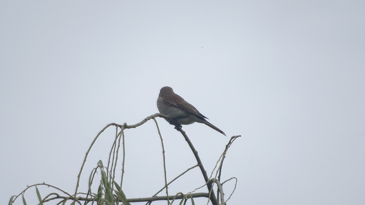 Red-backed Shrike - ML640231308