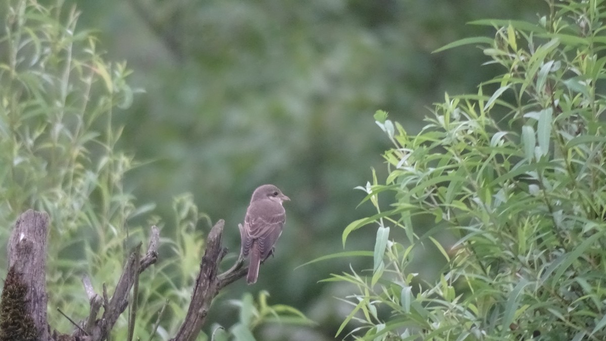 Red-backed Shrike - ML640231316