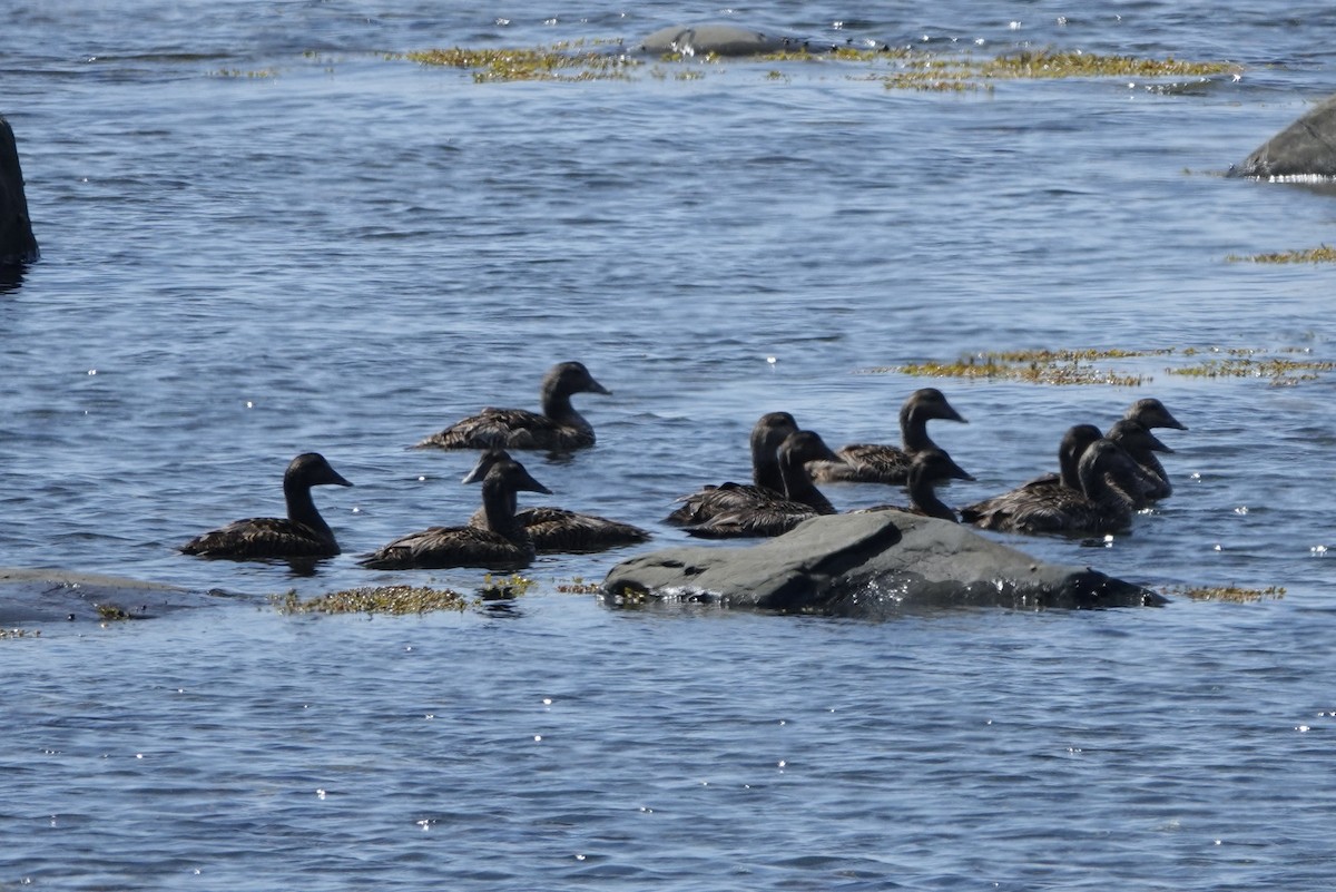 Eider arrunta - ML640231340