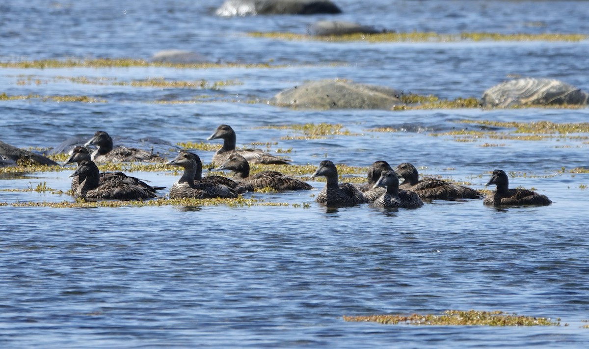 Eider arrunta - ML640231344