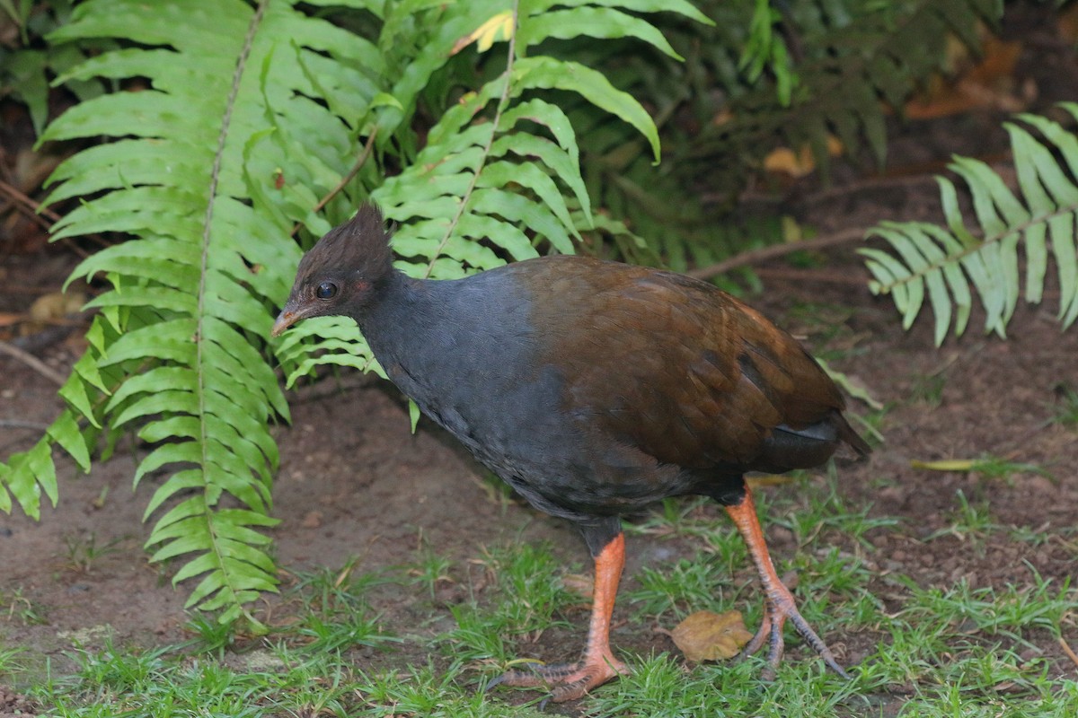 Reinwardt Megapodu - ML640231365
