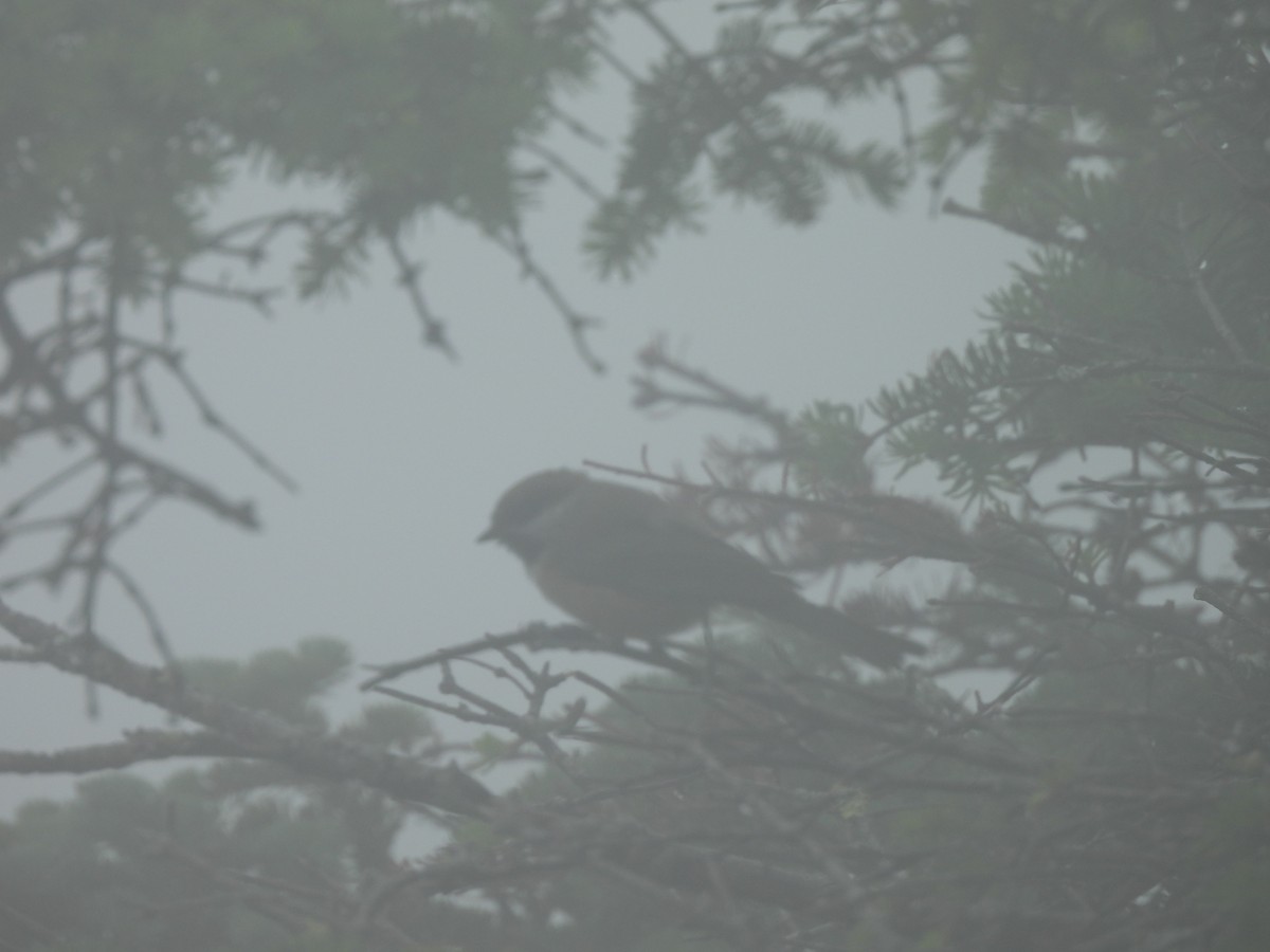 Boreal Chickadee - ML640231431