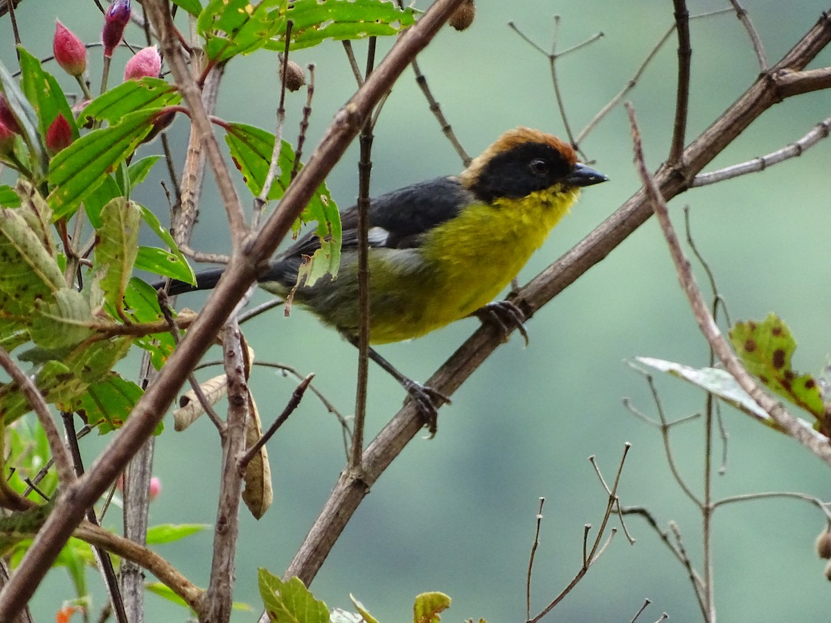Yellow-breasted Brushfinch - ML640231442