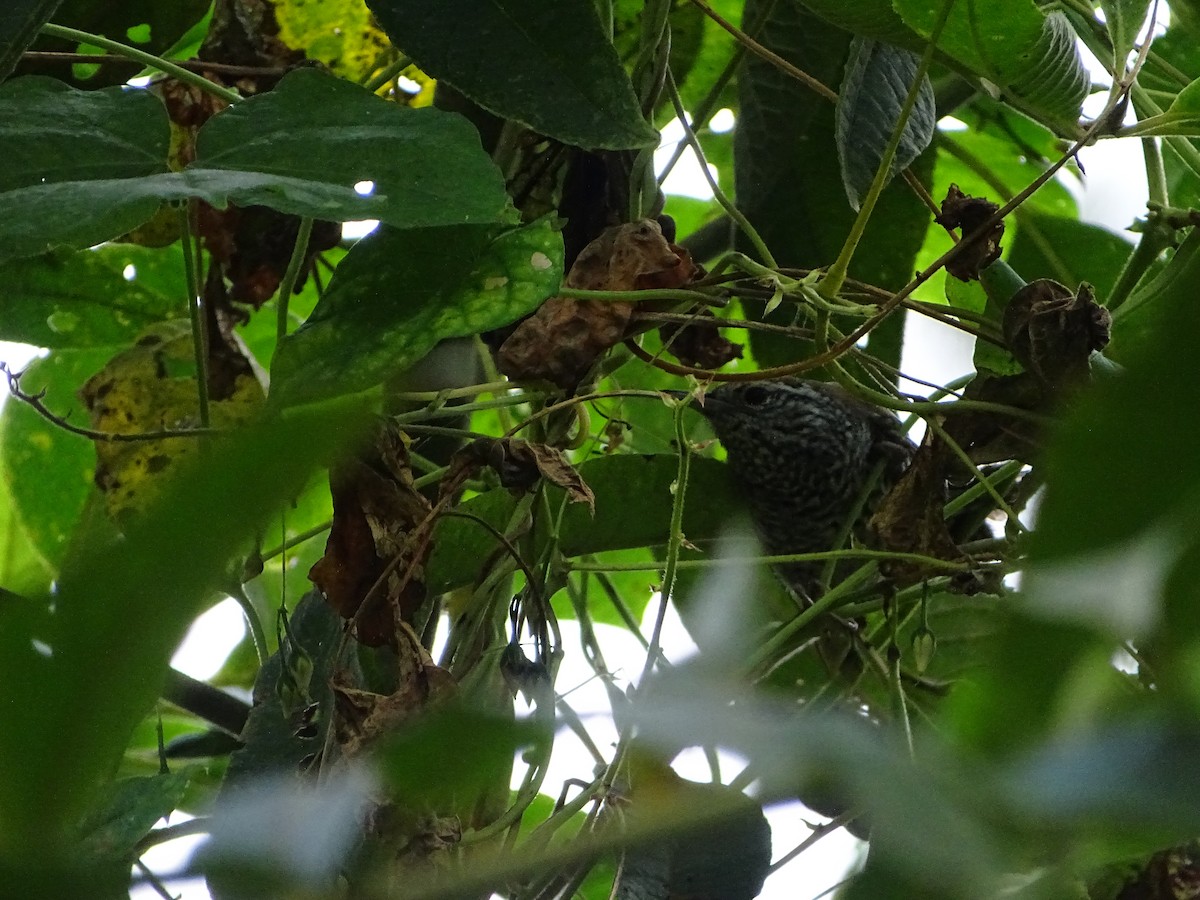 Speckle-breasted Wren - ML640231470