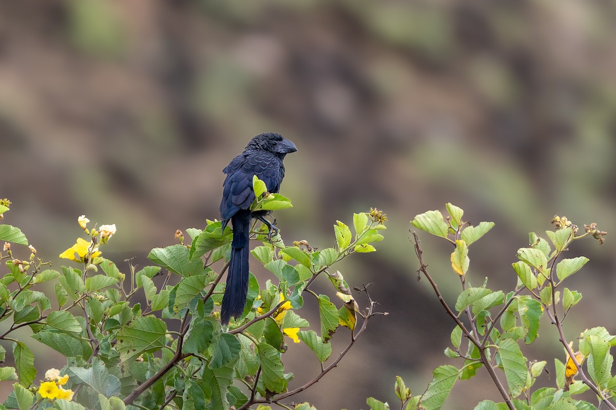Smooth-billed Ani - ML640231527