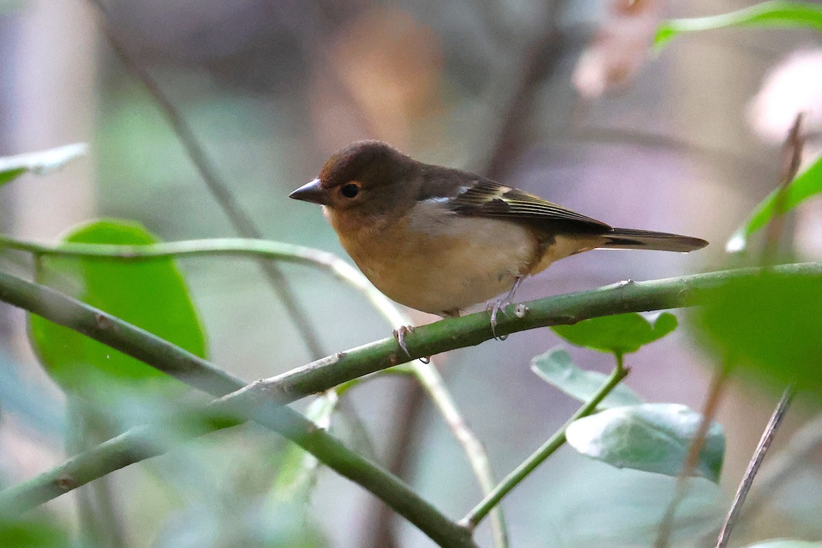 Canary Islands Chaffinch (Canary Is.) - ML640231558