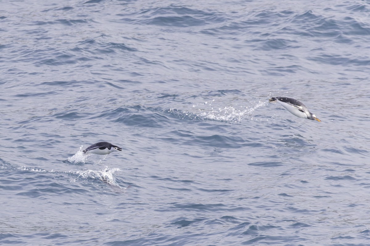 Chinstrap Penguin - ML640231583