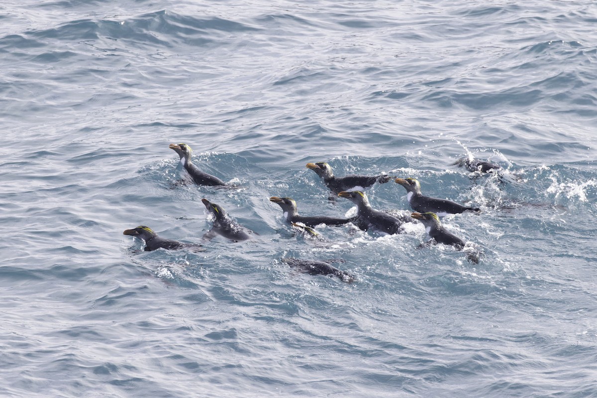 マカロニペンギン - ML640231588