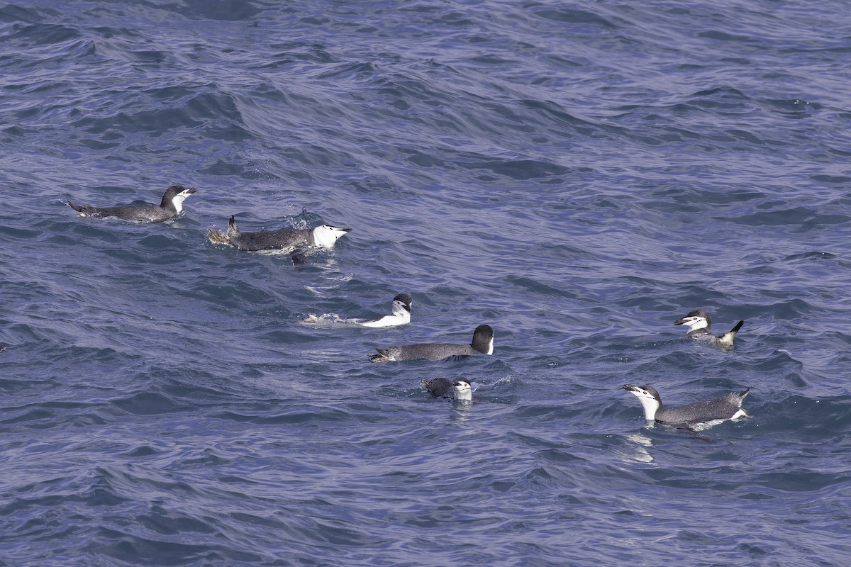 Chinstrap Penguin - ML640231593