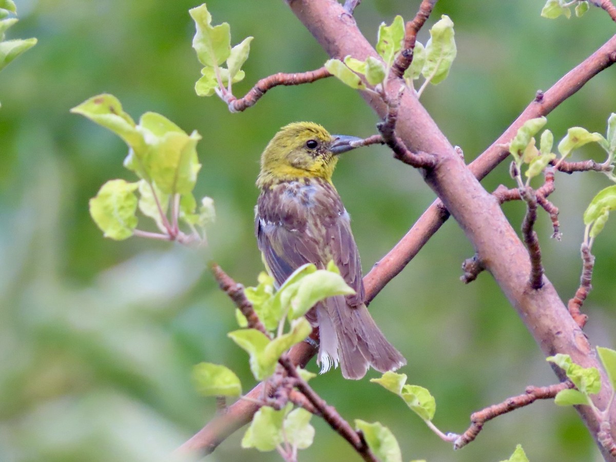 Flame-colored Tanager - ML640231614