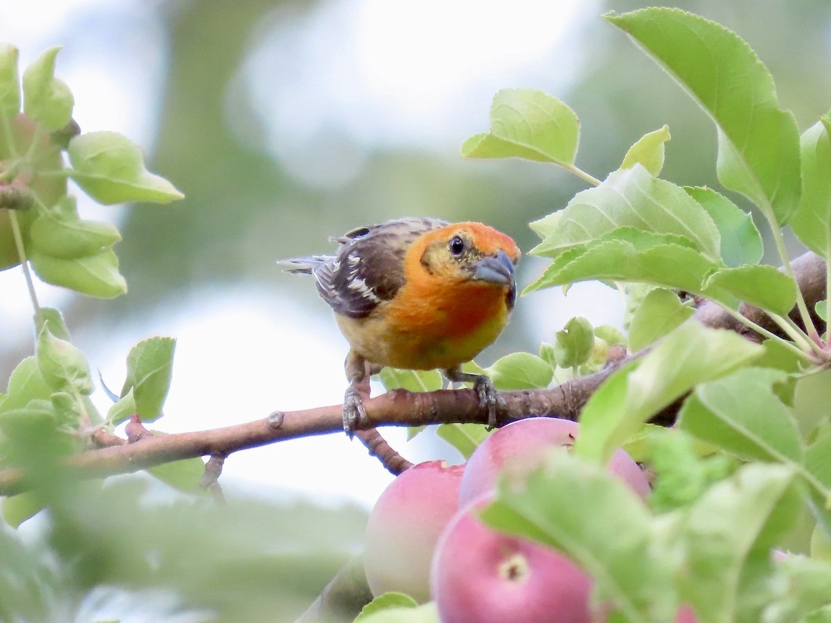 Flame-colored Tanager - ML640231637