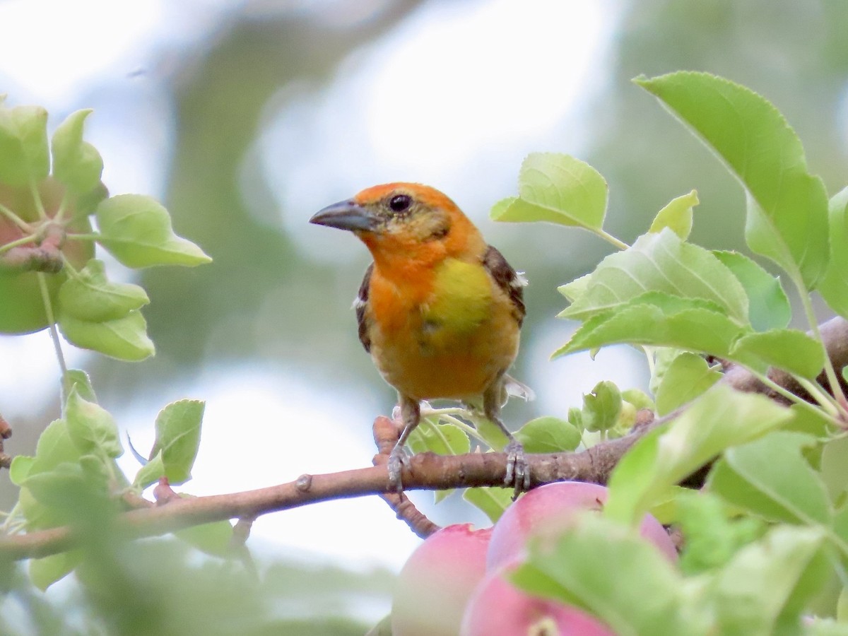 Flame-colored Tanager - ML640231638