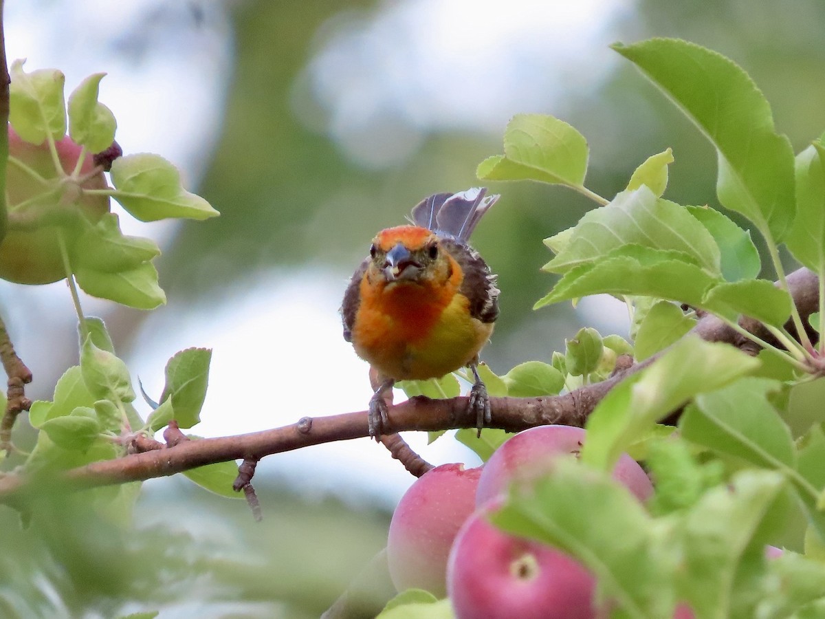 Flame-colored Tanager - ML640231639