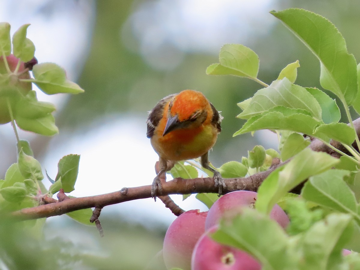 Flame-colored Tanager - ML640231641