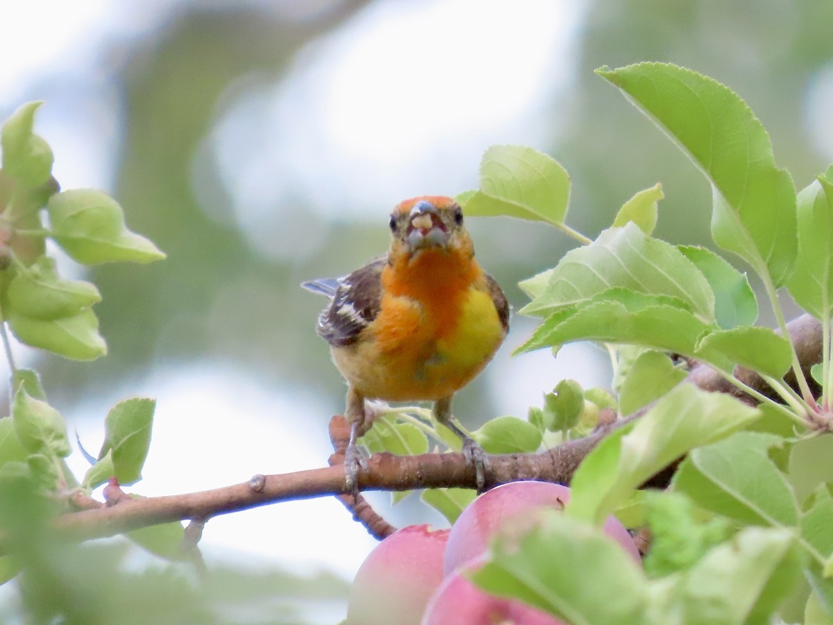 Flame-colored Tanager - ML640231642