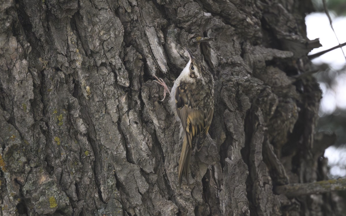 Hodgson's Treecreeper - ML640231651