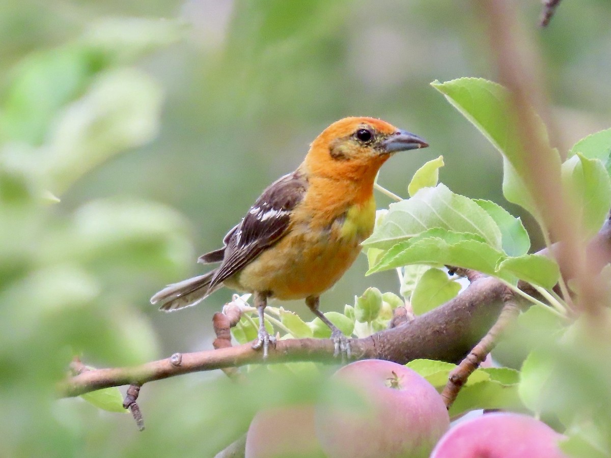 Flame-colored Tanager - ML640231667