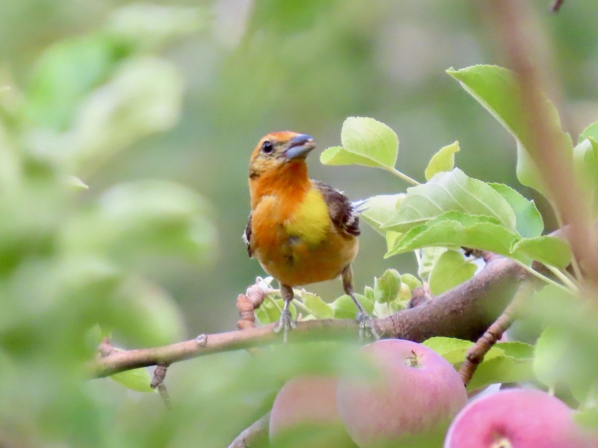 Flame-colored Tanager - ML640231668