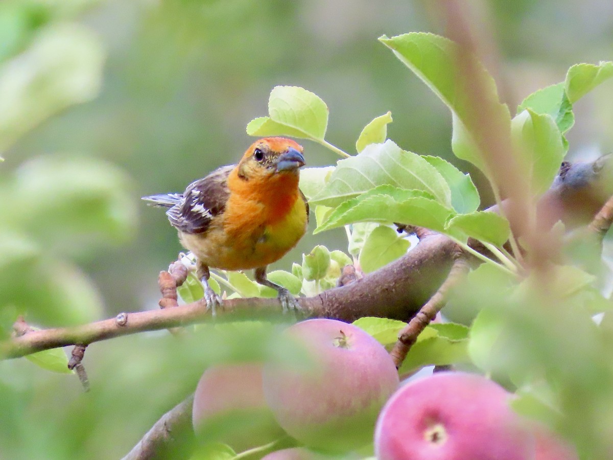 Flame-colored Tanager - ML640231669