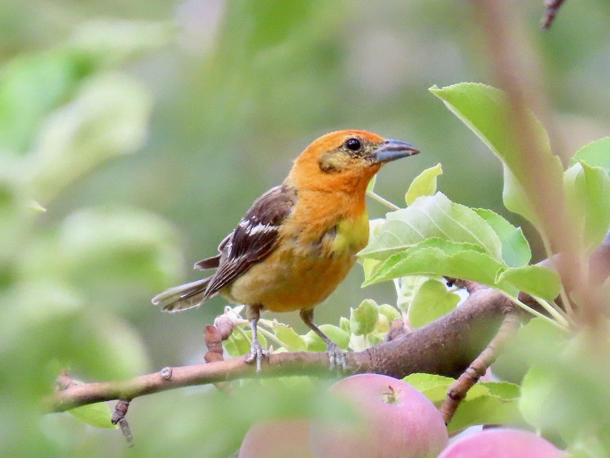 Flame-colored Tanager - ML640231670