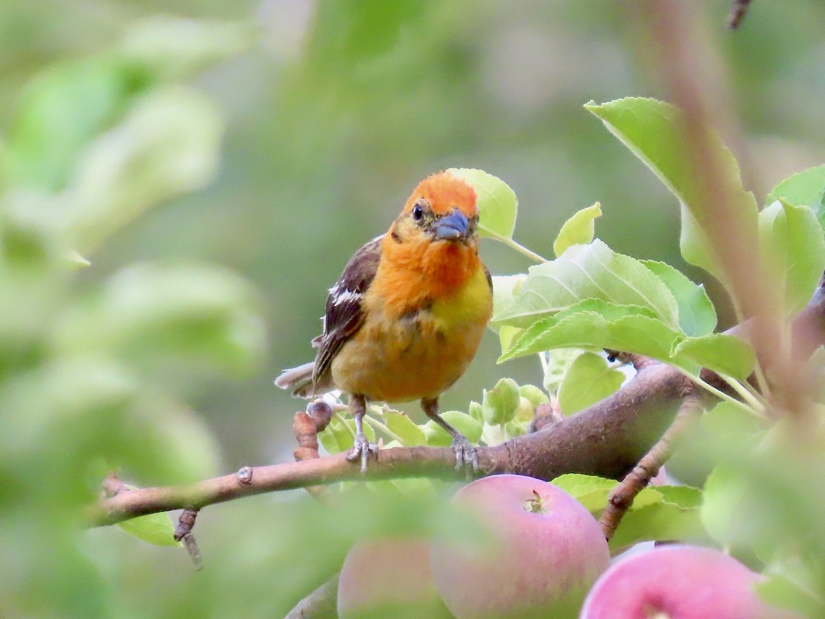Flame-colored Tanager - ML640231671