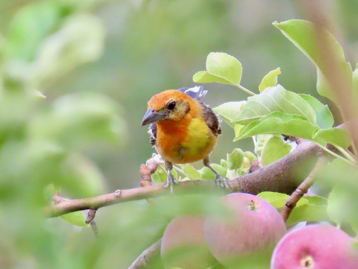Flame-colored Tanager - ML640231673