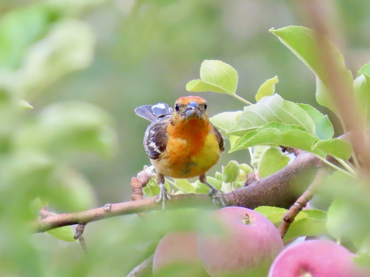 Flame-colored Tanager - ML640231674