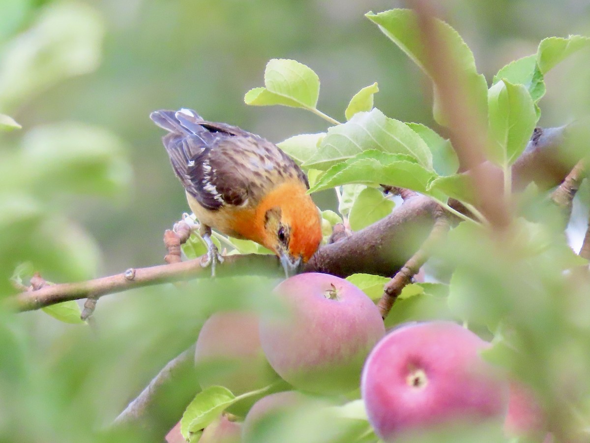 Flame-colored Tanager - ML640231675