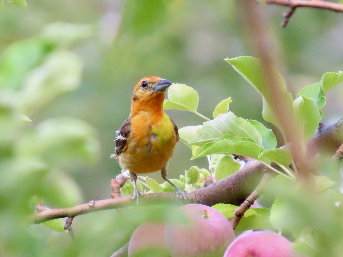 Flame-colored Tanager - ML640231676