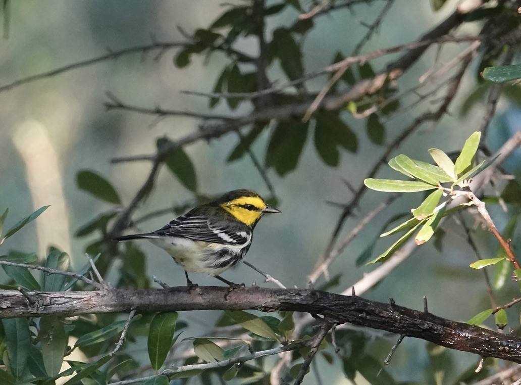 Golden-cheeked Warbler - ML640231687