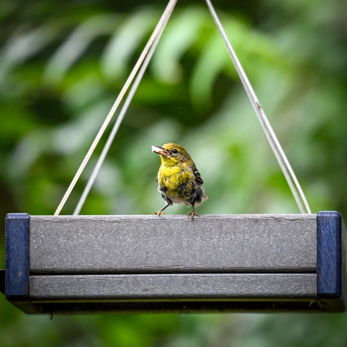 Pine Warbler - ML640231688