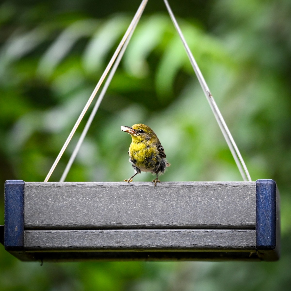 Pine Warbler - ML640231689