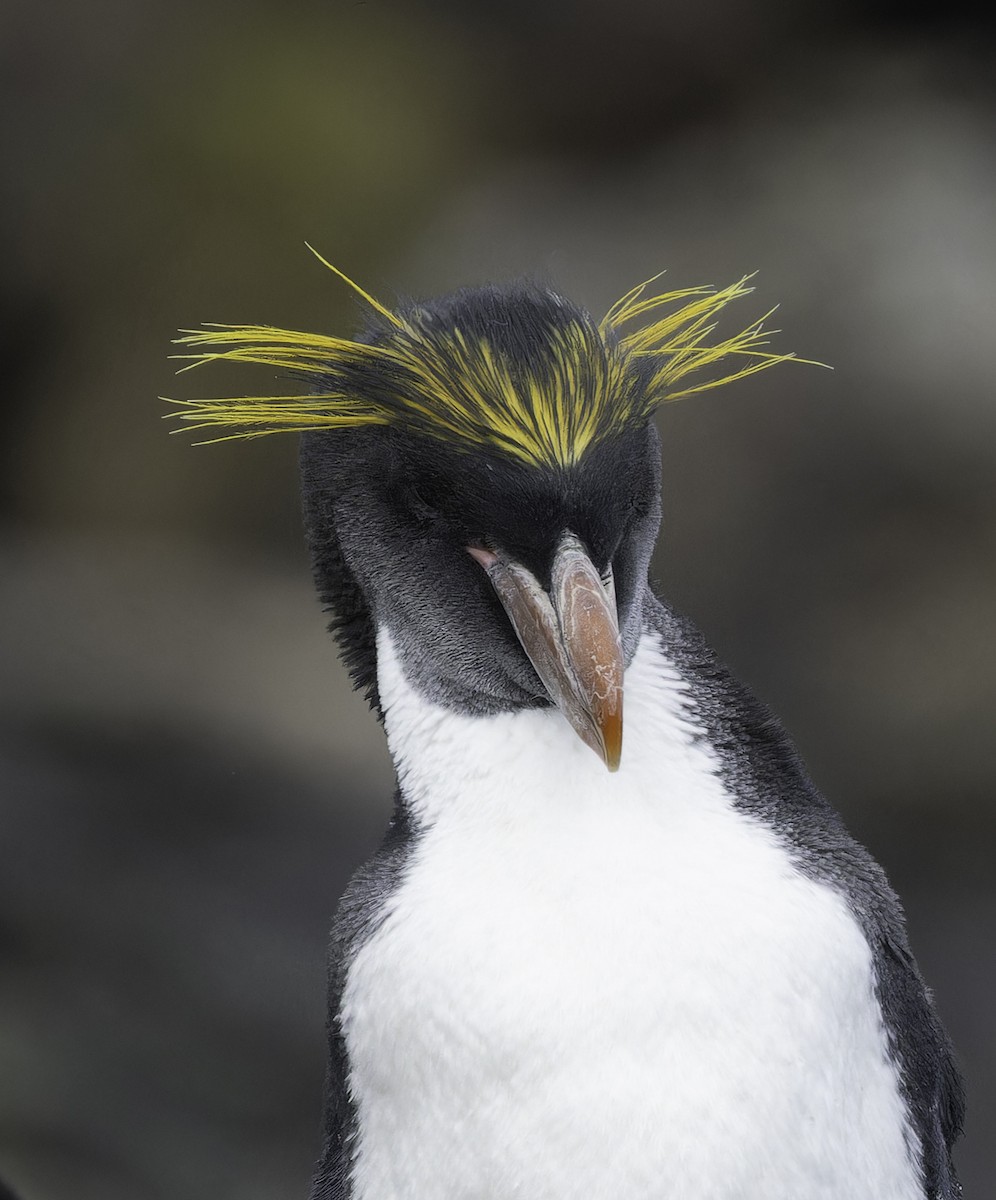 マカロニペンギン - ML640231691